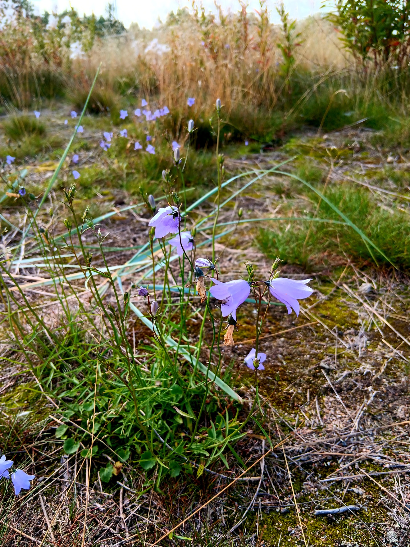 Neuropsykiatrinen valmennus